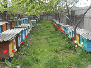 Bee colonies and bee packages for sale