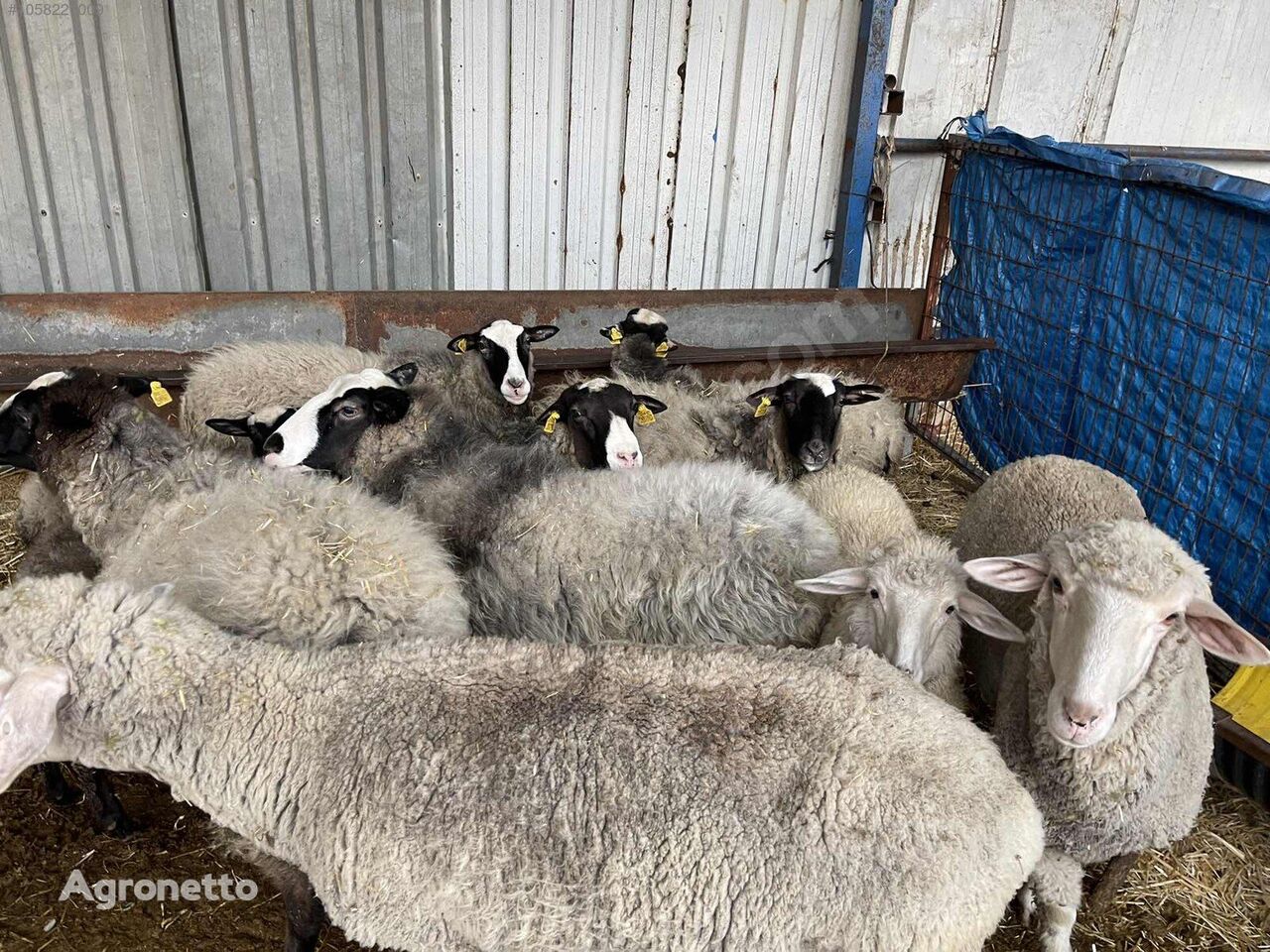 Quality Breed Urgent 11 Pieces 7 Pregnant 2 Lambs 1 Fully 1 Ram