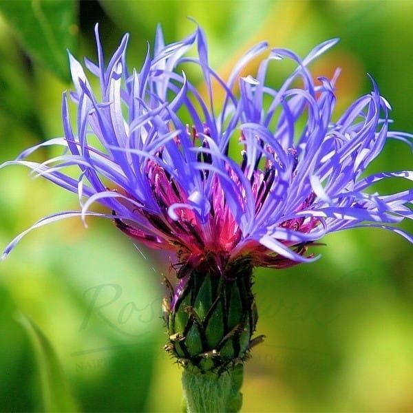 Mountain Cornflower Centaurea Montana