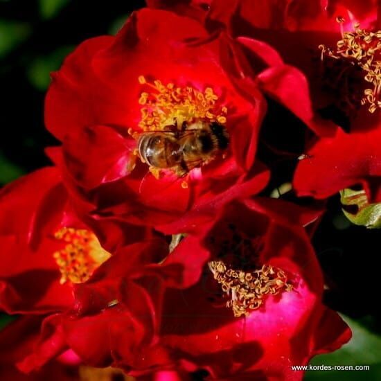 Róża Bassino® flower seedling
