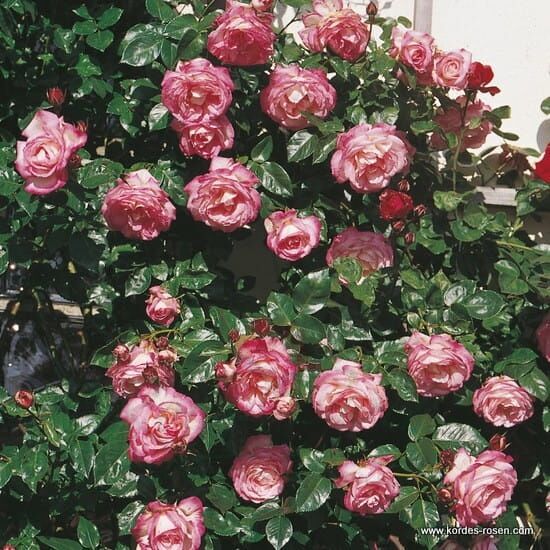 Róża Harlekin® flower seedling