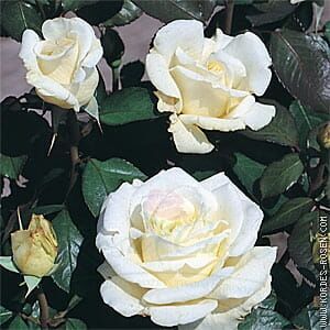 Róża Memoire® flower seedling