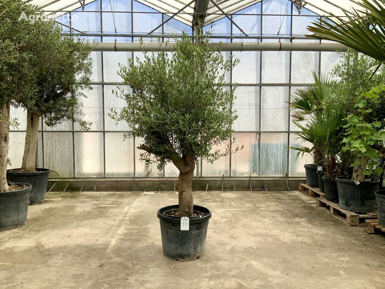 olijfboom (Olea Europaea Lessini) ornamental shrub